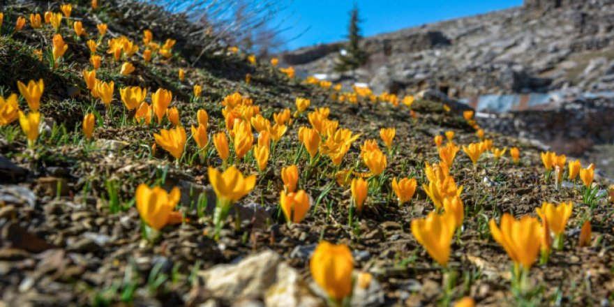 Yaylaya göçün habercisi sarı çiğdemler açtı