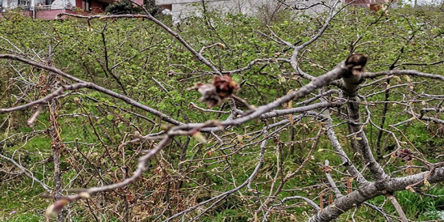 Fındıkta zirai don; yüzde 90'a varan kayıp var