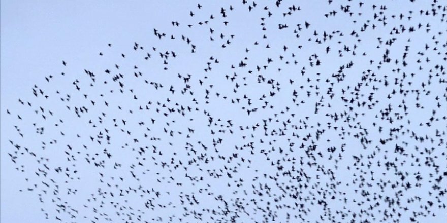 Bingöl'de sığırcıkların uçuşu güzel görüntüler oluşturdu