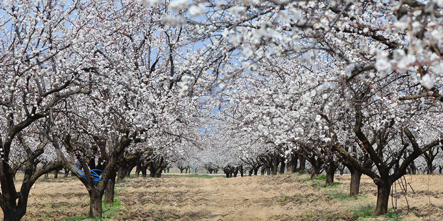 Kars'ta kayısı bahçeleri bu kez çiçeklerle beyaza büründü