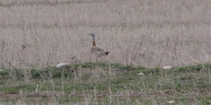 Nesli tehlike altındaki Toyu Kuşu görüntülendi