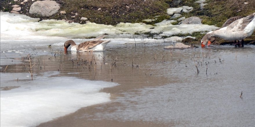 Karların erimeye başladığı Kars'ta doğa yaban hayatıyla renkleniyor