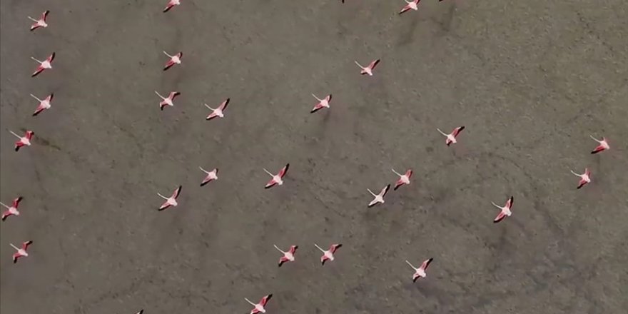 Yarışlı Gölü'ndeki flamingolar drone ile görüntülendi