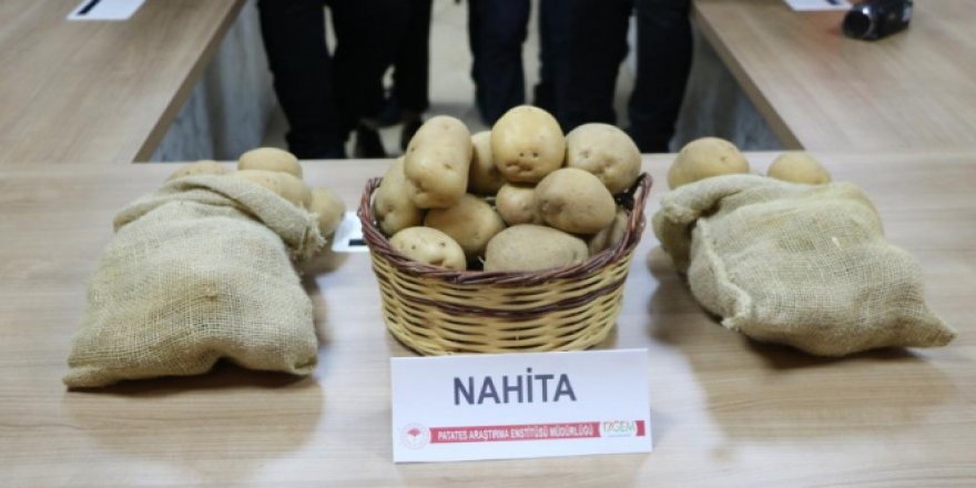 Niğde'de geliştirilen yerli patates tohumu Avrupa yolunda