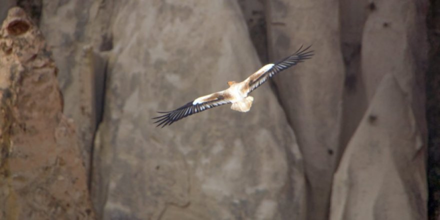 Türkiye'de üreyip Afrika'da yaşayan tek akbaba türü Kapadokya'da objektiflere yansıdı