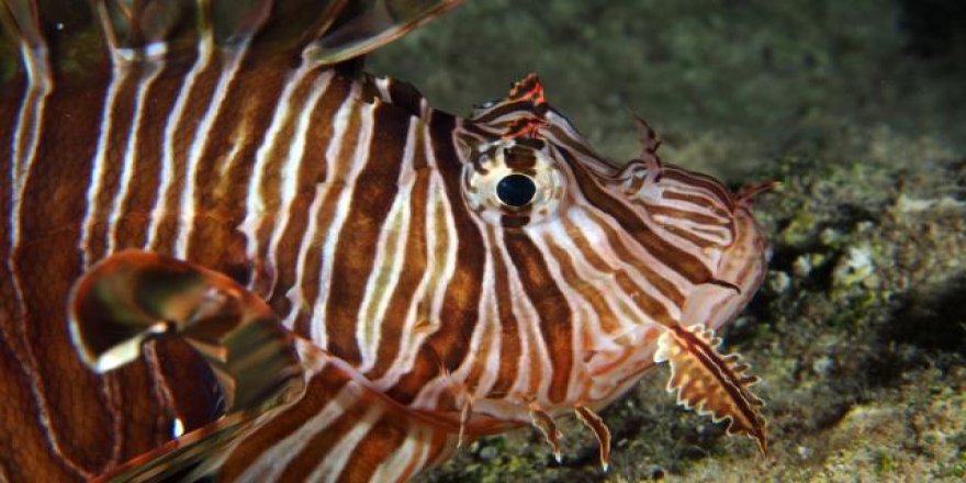 Denizlerde istilacı tür tehlikesi: Balıkçılıkta verimi düşürecek