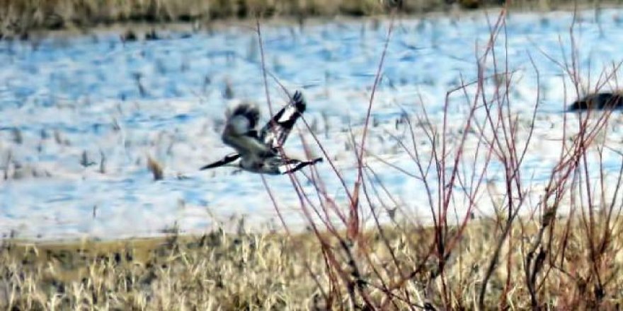 Sultan Sazlığı'nda ilk kez alaca yalıçapkını görüldü