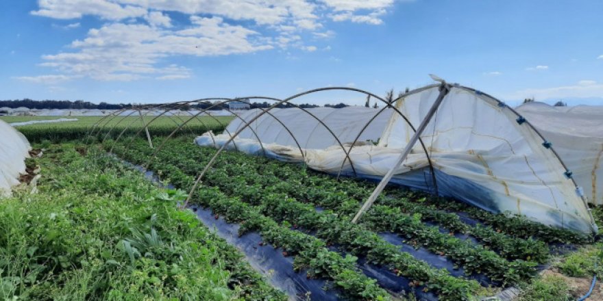 Antalya'da şiddetli rüzgar çilek seralarının naylonlarını uçurdu