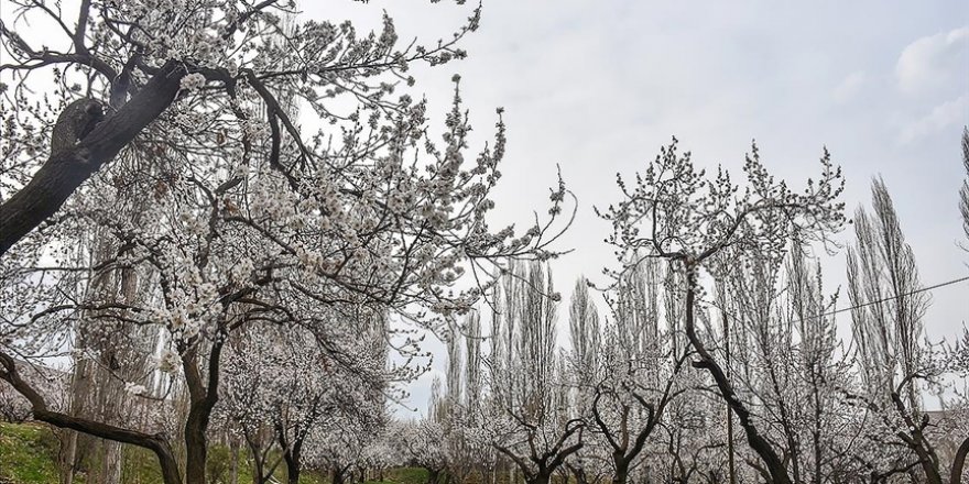 Kars'ta çiçek açan kayısı ağaçları görsel şölen sunuyor