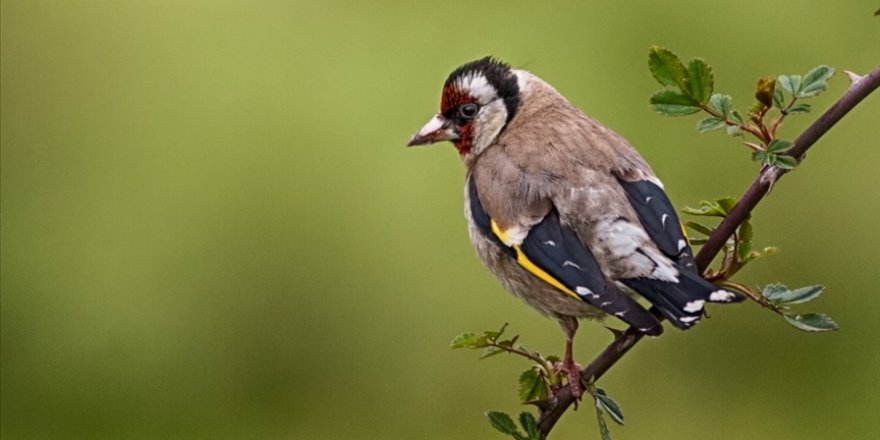 Ballıkayalar'ın 'kuş dedektifi' 10 yıldır yaban hayatının izini sürüyor