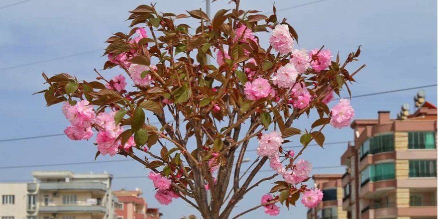 Baharda açan çiçekler Adıyaman'a renk kattı