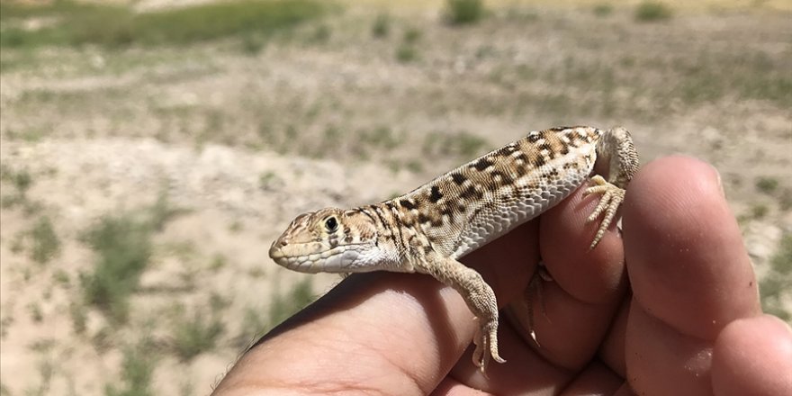 Türk bilim insanları yeni bir kertenkele türünü kayıt altına aldı