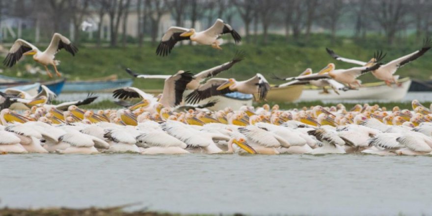 Ak pelikanların göçü bu yıl da görüntülendi