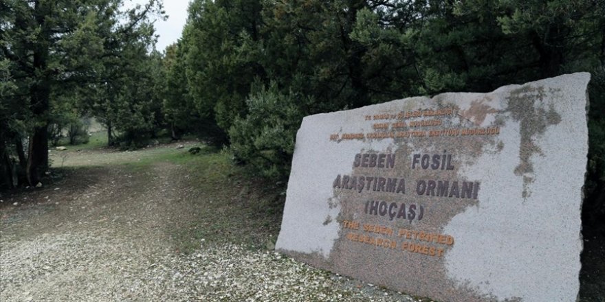 Türkiye'nin ilk 'fosil ormanının' UNESCO Dünya Miras Listesi'ne alınması için çalışma başlatıldı