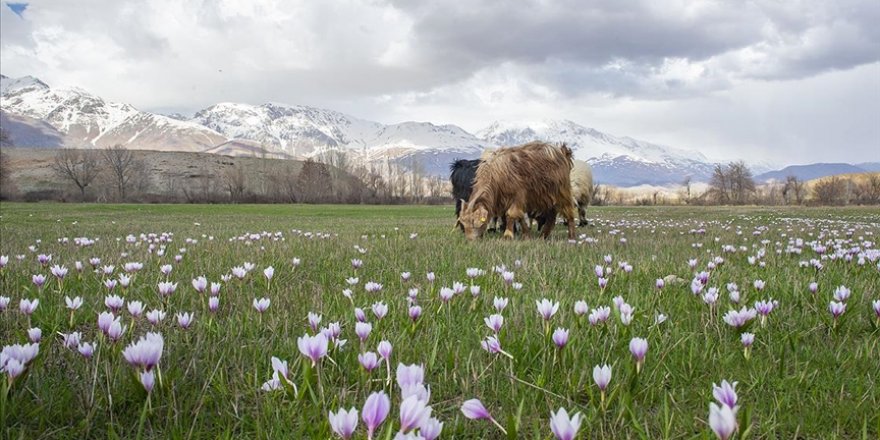 Tunceli baharın müjdecisi çiçeklerle renklendi