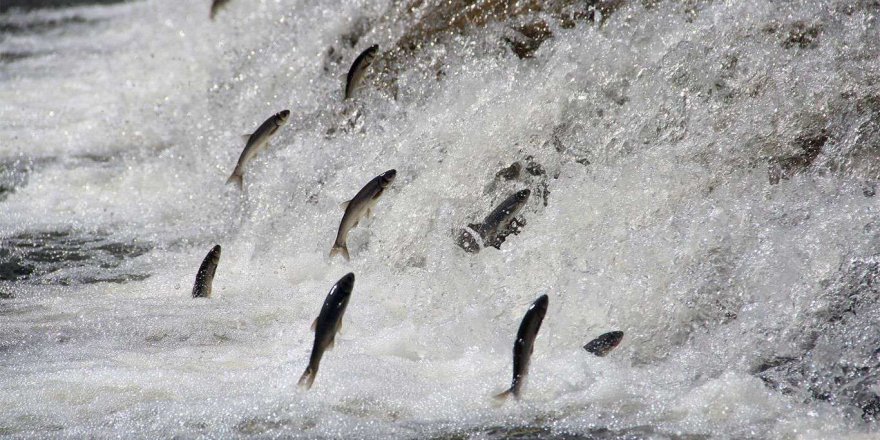 'Van Gölü'nün incisi'nin zorlu yolculuğu belgeselle dünyaya tanıtılacak