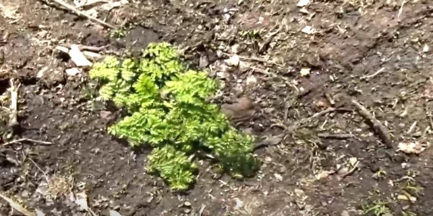 Ardahan'da 'Deli bat bat' 7 kişiyi zehirledi