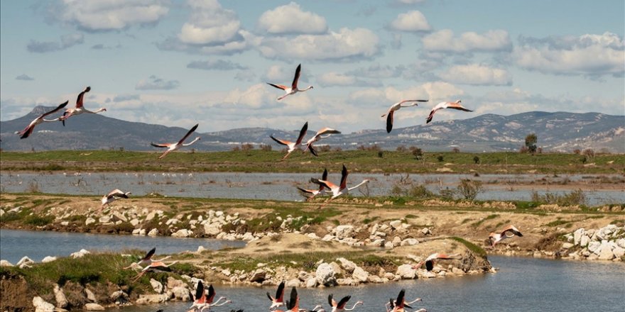 Gediz Deltası'ndaki kuş göçü hareketliliği kayıt altına alınıyor