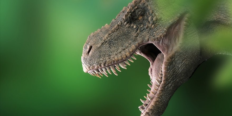 Araştırmaya göre dünyada 2,5 milyar T-rex dinozor türü yaşamış olduğu tahmin ediliyor