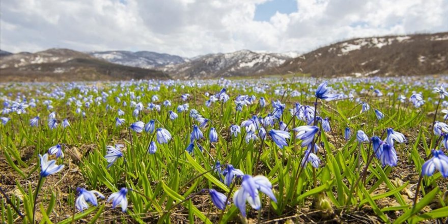 Tunceli'de baharın gelişiyle açan mavi kardelenler