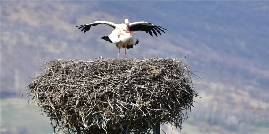 'Baharın müjdecisi' leylekler Ardahan'ı renklendiriyor