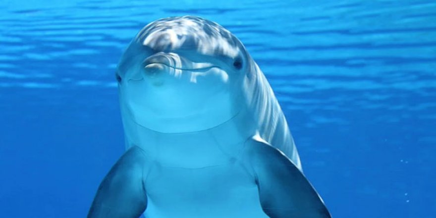 2020, 'Sessiz Okyanus Yılı' ilan edildi