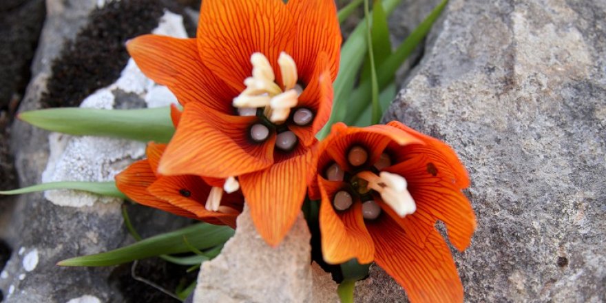 Sakız Dağı'nda açan ters laleler görsel şölen sundu
