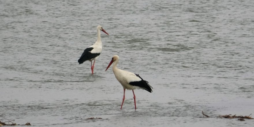 Covid'le insanlar evlere kapandı, doğa onlara kaldı