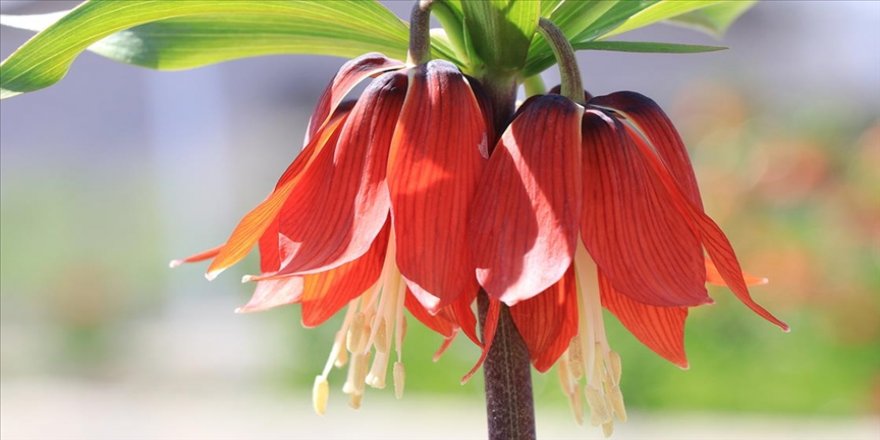 Baharın müjdecisi 'ağlayan gelin' tescillenerek süs bitkileri sektörüne kazandırılıyor