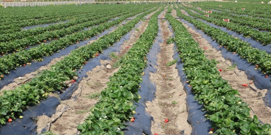 Türk çiftçisi salgın döneminde topraktan kopmadı, üretimi artırdı
