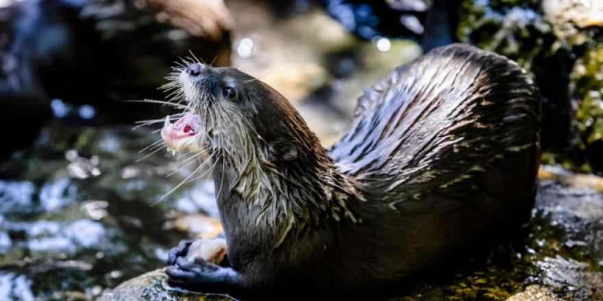 ABD'de halka açık akvaryumdaki vizonlarda Covid-19 tespit edildi