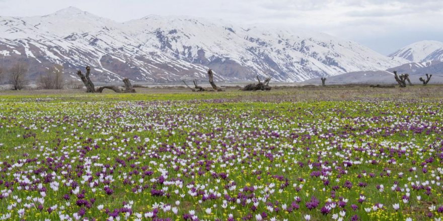 Tunceli'nin ovaları kardelen, nergis ve düğün çiçekleriyle rengarenk oldu