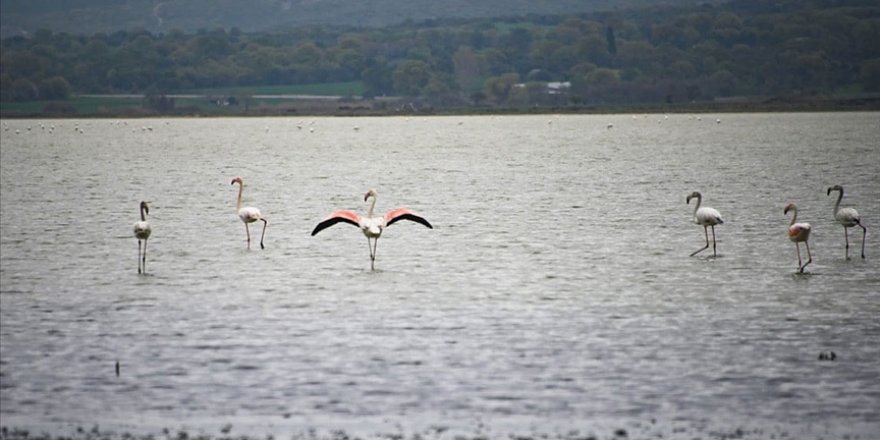 Tarihi Gelibolu Yarımadası flamingolarla ayrı bir güzelliğe büründü