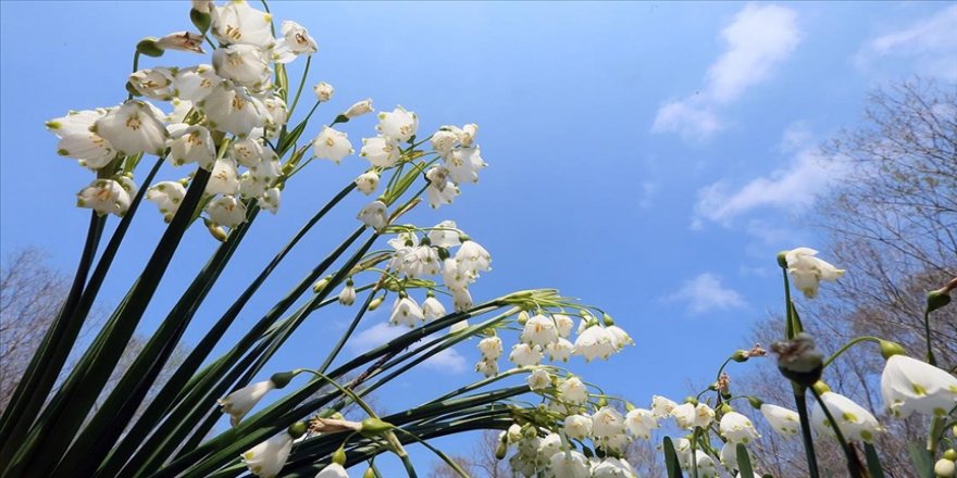 'Şifa kaynağı' göl soğanı bitkisinin doğadan izinsiz toplanmaması gerekiyor