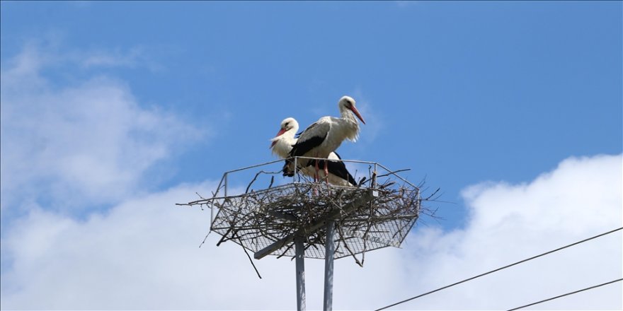 Tekirdağ'da leylekler, elektrik direklerine konulan platformlara yuva yapmaya başladı