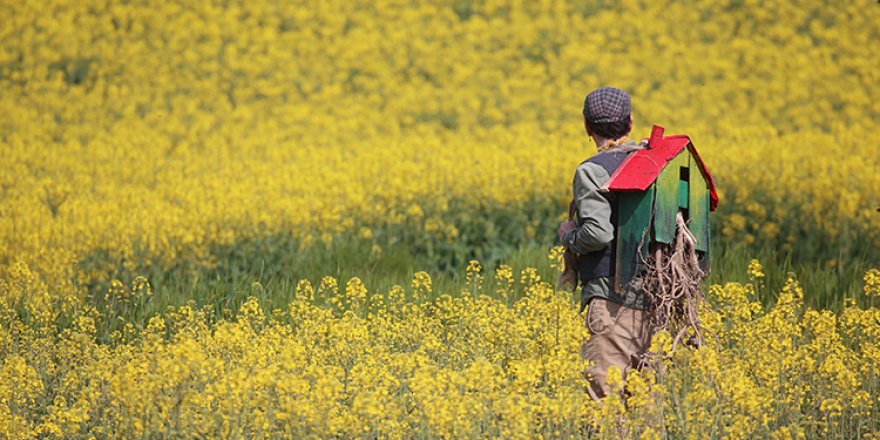 Altın sarısı kanola tarlaları fotoğrafçılara doğal stüdyo imkanı sunuyor