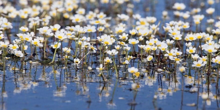 Kızılırmak Deltası'nda suda açan çiçekler tanıtım için kullanılıyor