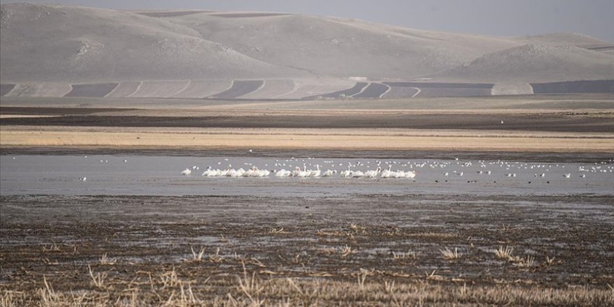 Kuş cenneti Kuyucuk Gölü ilkbaharda göçmen misafirleriyle şenlendi