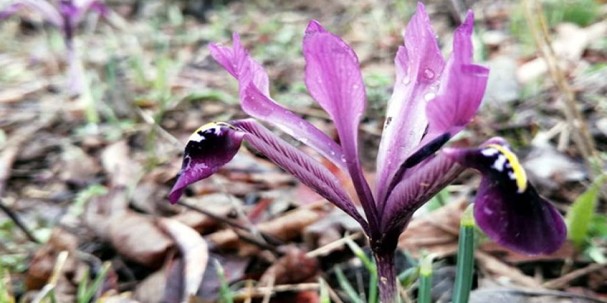 Kayseri'nin 'kır navruzu' çiçek açtı
