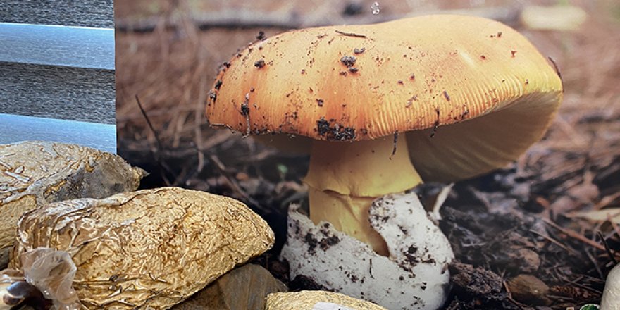 Uzmanlar mantar zehirlenmelerine karşı uyardı: Ölümcül olabiliyor