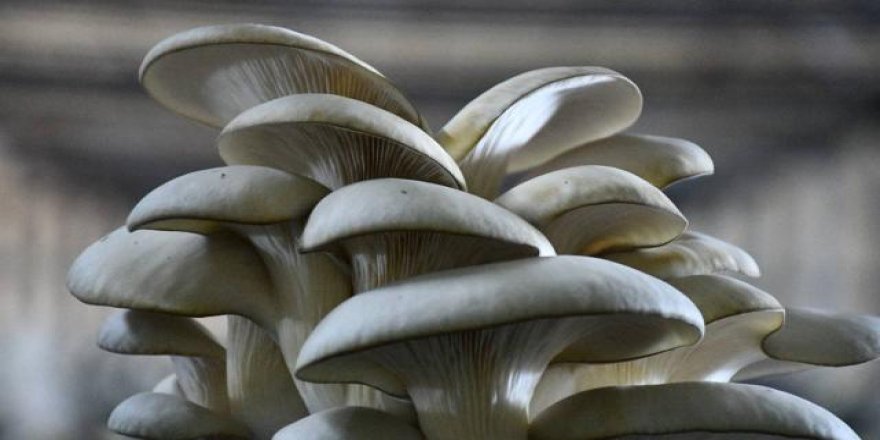 Mantar tüketimi kanser riskini düşürebilir