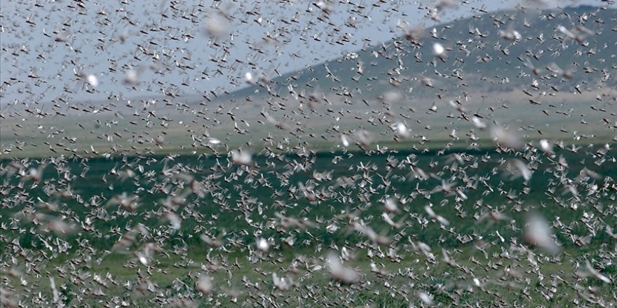 Lübnan'ın sınır bölgelerinde görülen çekirge sürüsünün yayılmasından endişe ediliyor