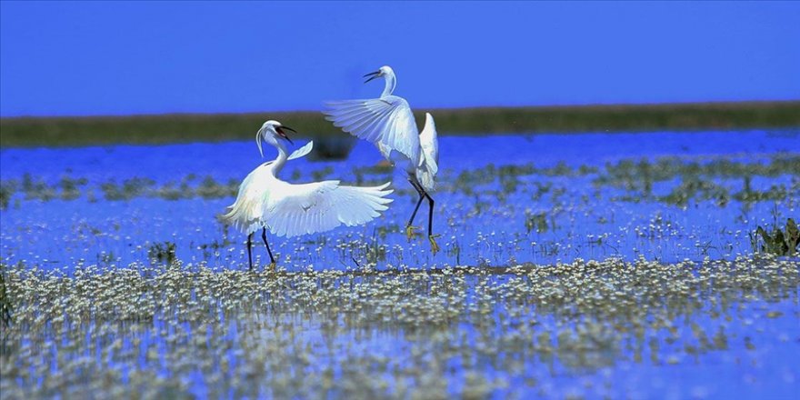 İlkbahar renklerine bürünen Kızılırmak Deltası göçmen kuşlarla şenlendi