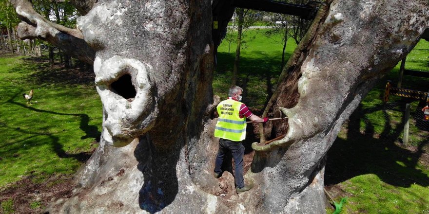 1200 yıllık dev çınara bakım