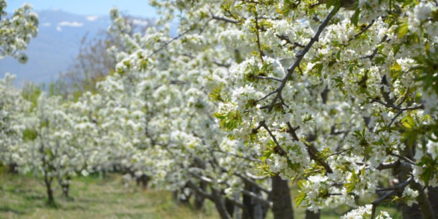 Kiraz bahçelerinden kartpostallık görüntüler