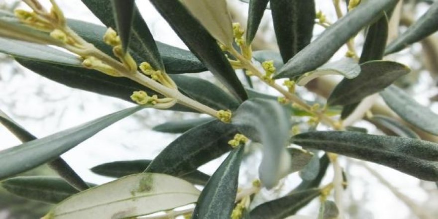 Kainat eczanesinden zeytin yaprağı çayı koronavirüs tedavisinde umut oldu