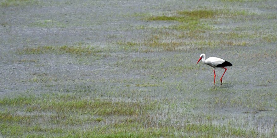 Kars'ta havaların ısınmasıyla doğada renk cümbüşü yaşanıyor