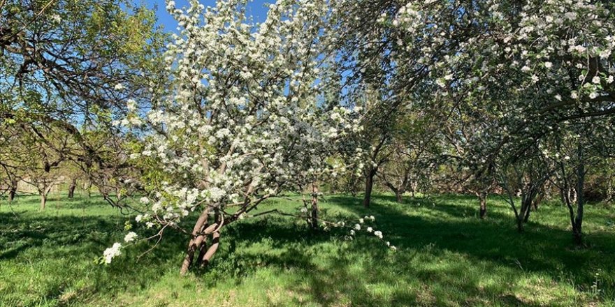 Kars'ta tescilli 'uzun elma' ağaçları çiçek açmaya başladı