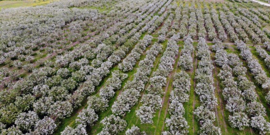 Dünyanın ayva merkezinde dallar altın sarısı çiçek açtı