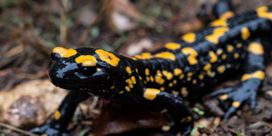 Baharla birlikte Benekli Semenderler çıkmaya başladı